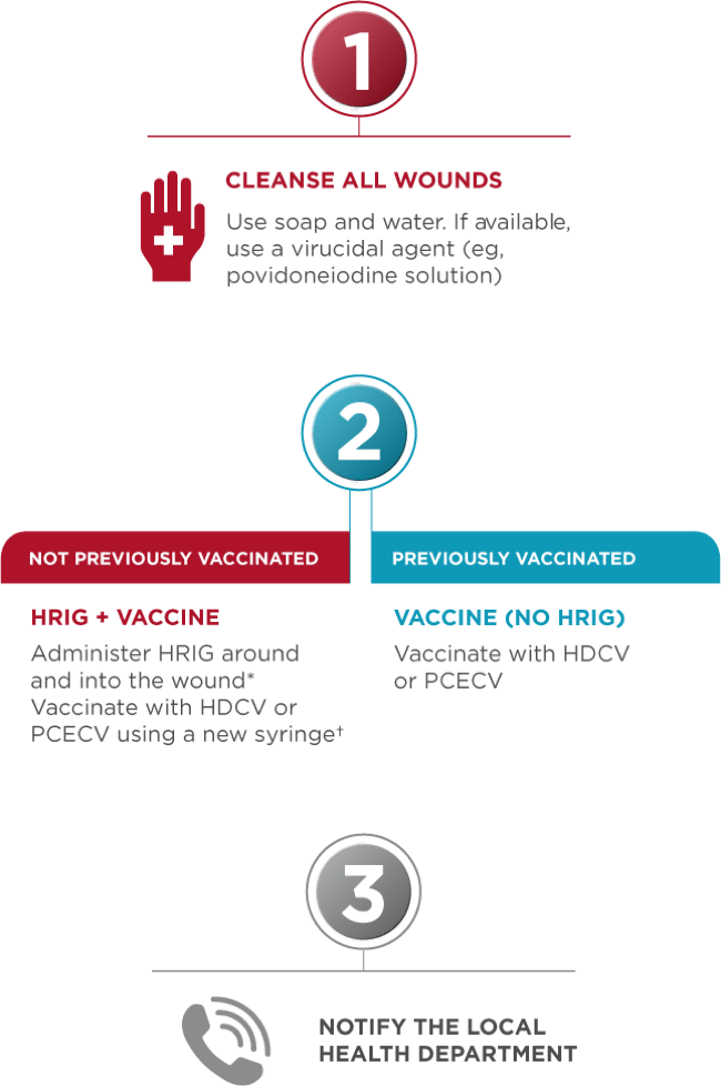 Rabies postexposure measures from wound cleansing, to HRIG, vaccination, and notification of health department.