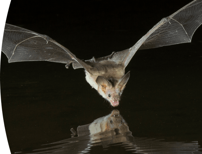 rabies in bats